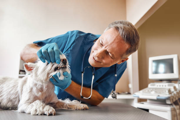 Best Dental Abscess Treatment in Wickliffe, OH
